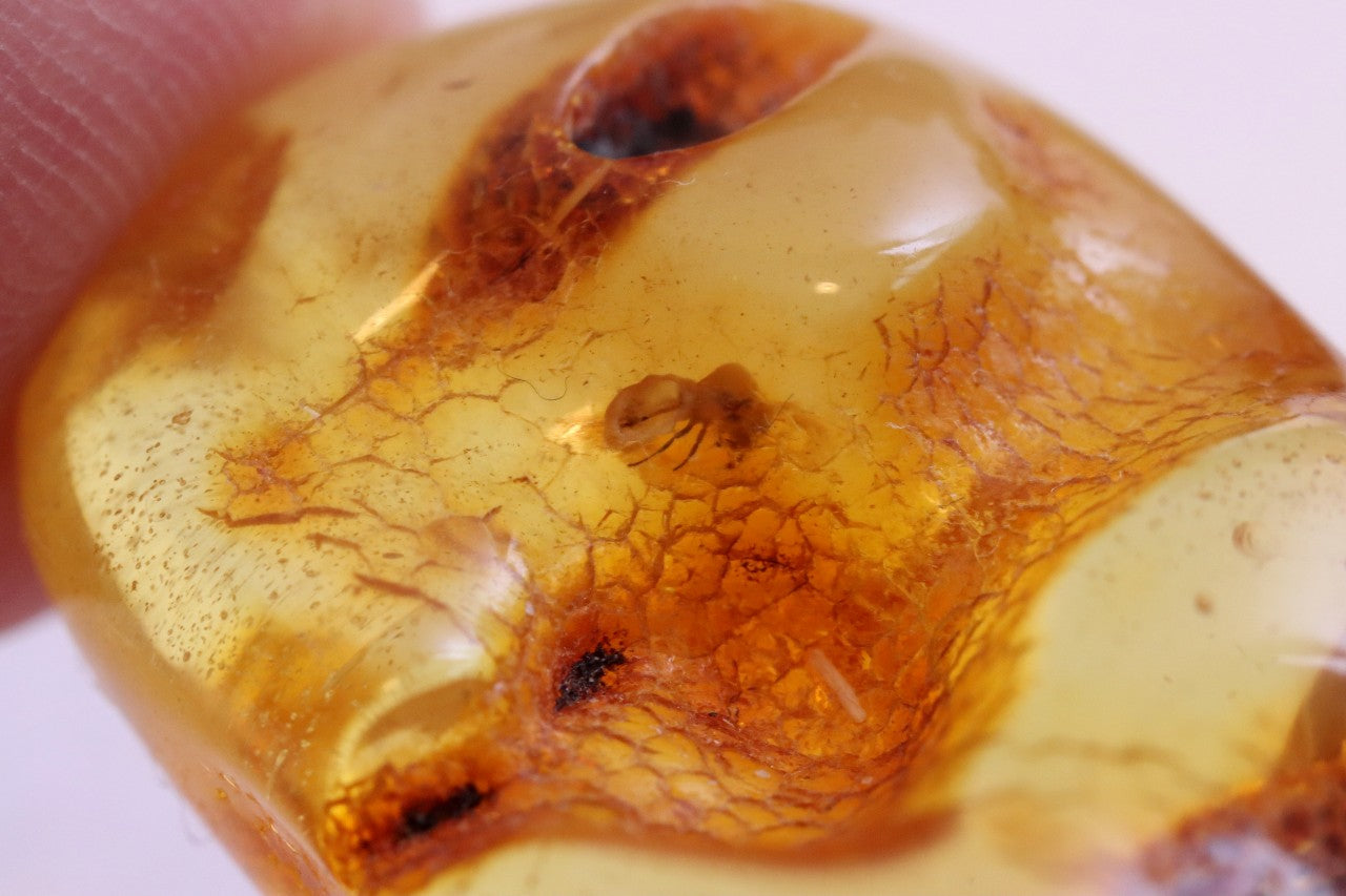 Insect In 40 million year old Baltic Amber