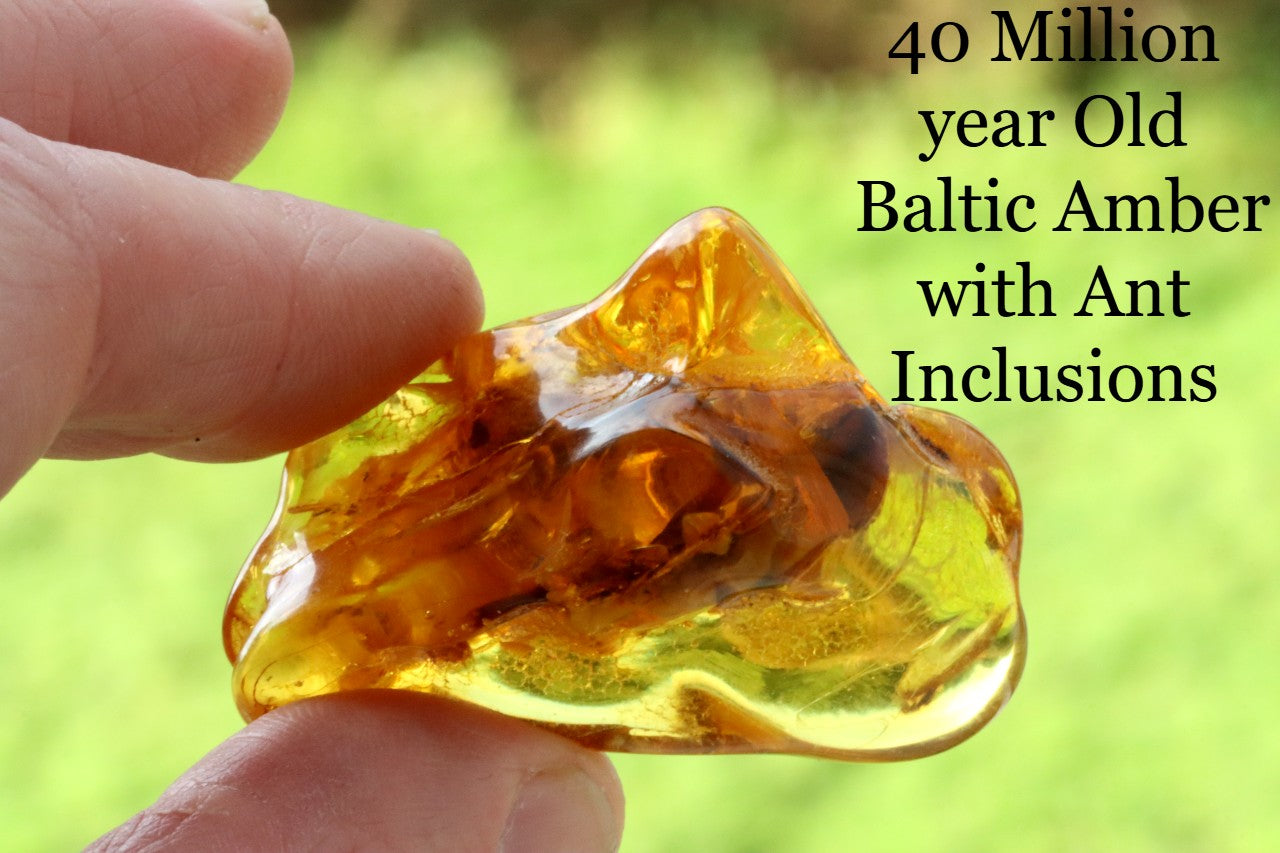 40 Million year Old Baltic Amber with Ant Inclusion