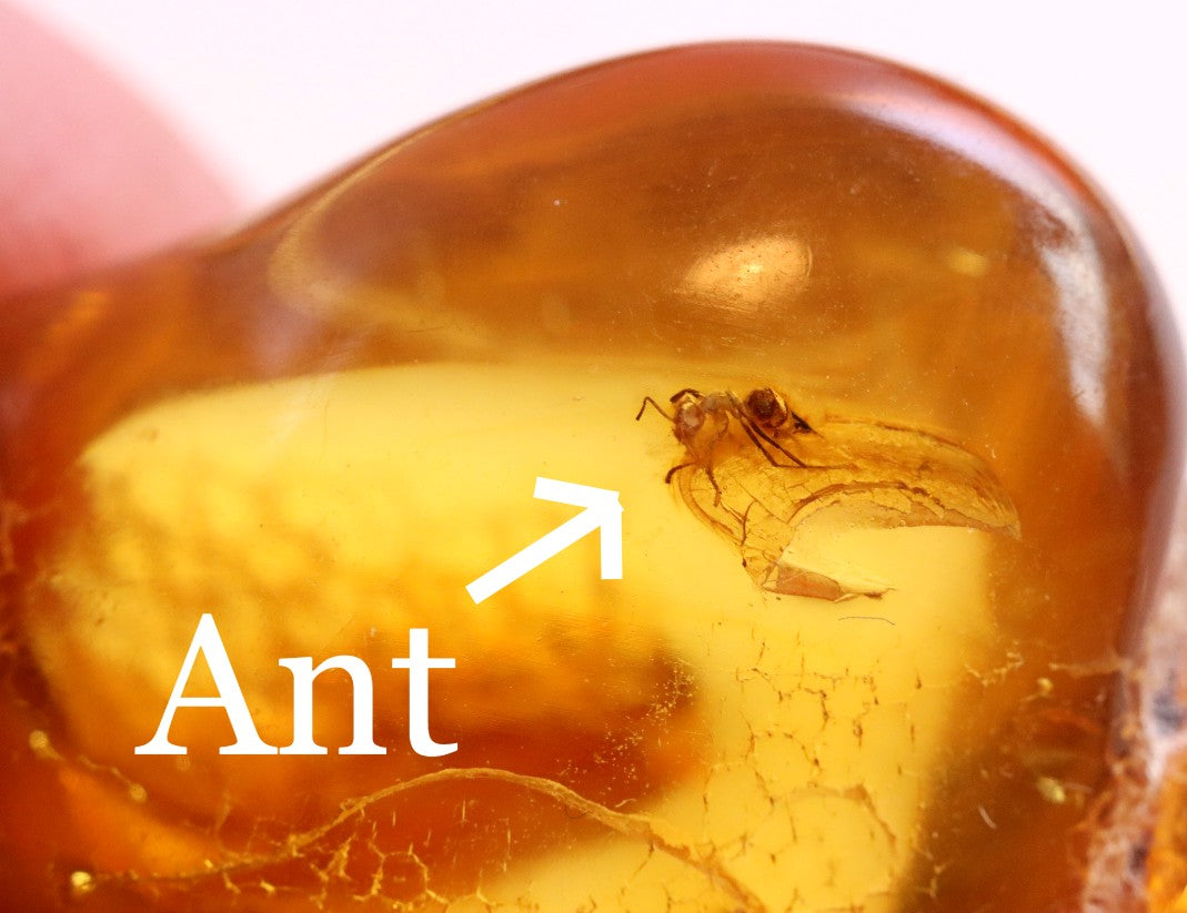 40 Million year Old Baltic Amber with Ant Inclusion