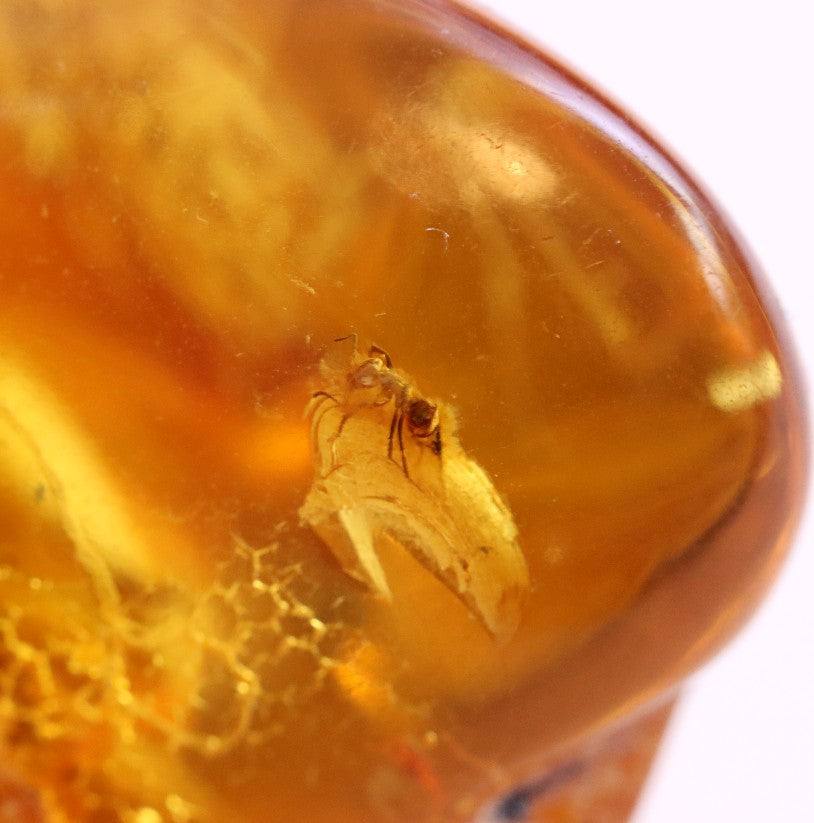 40 Million year Old Baltic Amber with Ant Inclusion