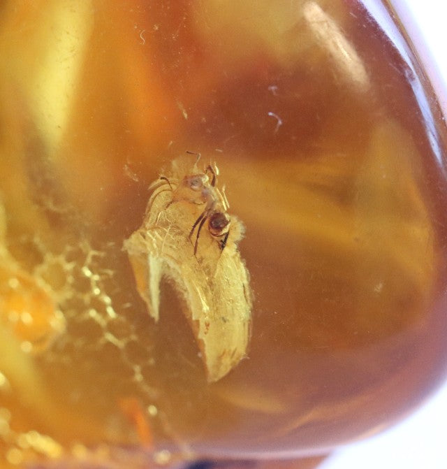 40 Million year Old Baltic Amber with Ant Inclusion