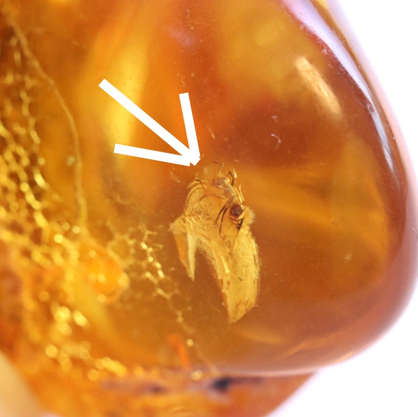 40 Million year Old Baltic Amber with Ant Inclusion