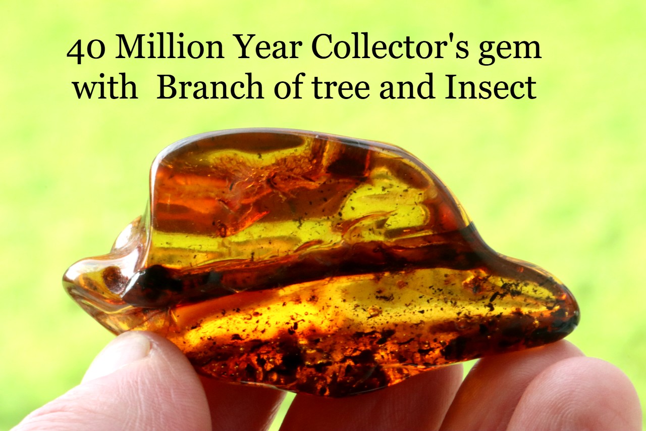 40 Million Year Collector's gem with  Branch of tree and insect