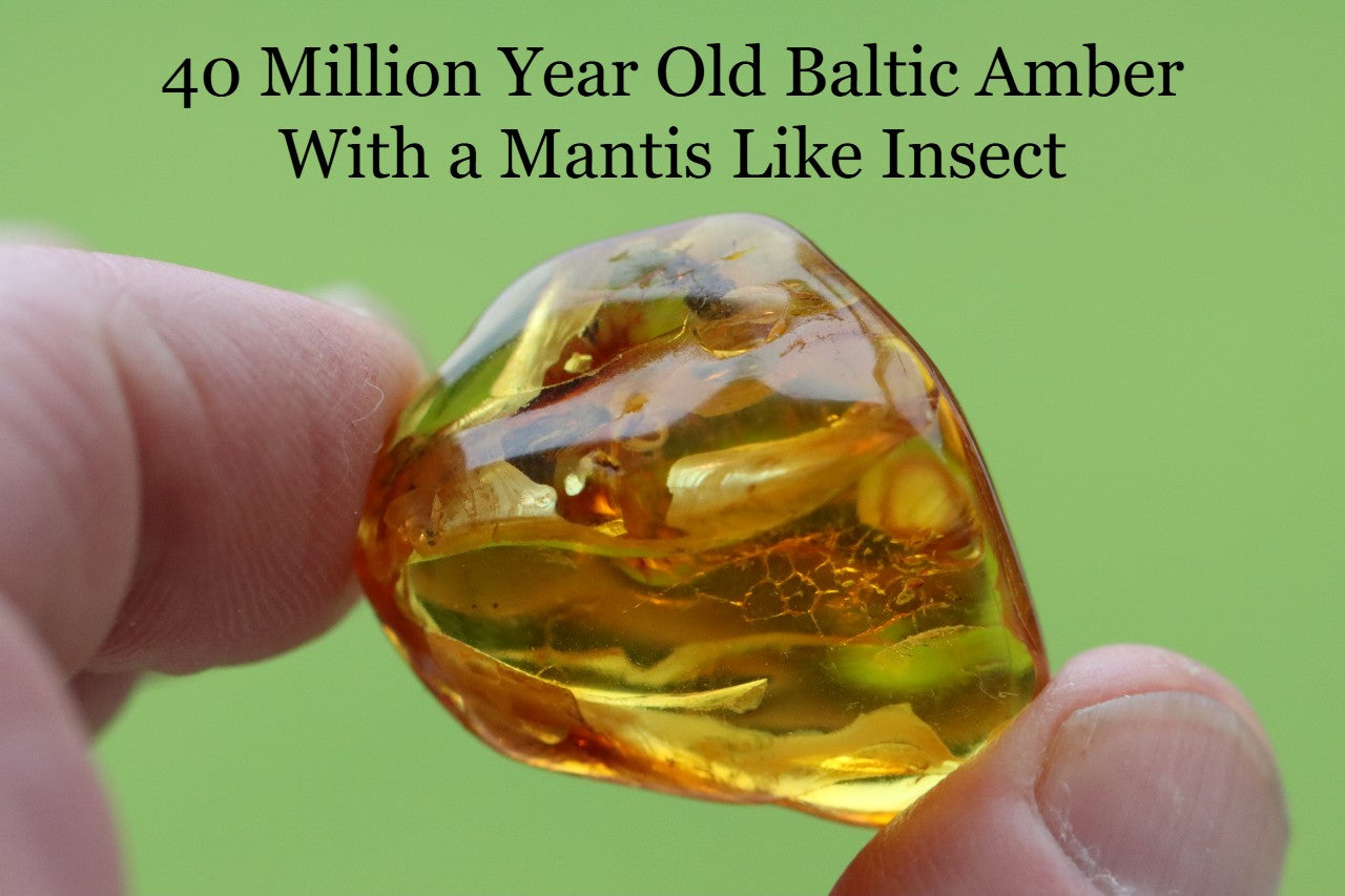 Fantastic 40 Million Year Old Baltic Amber With a Mantis Like Insect