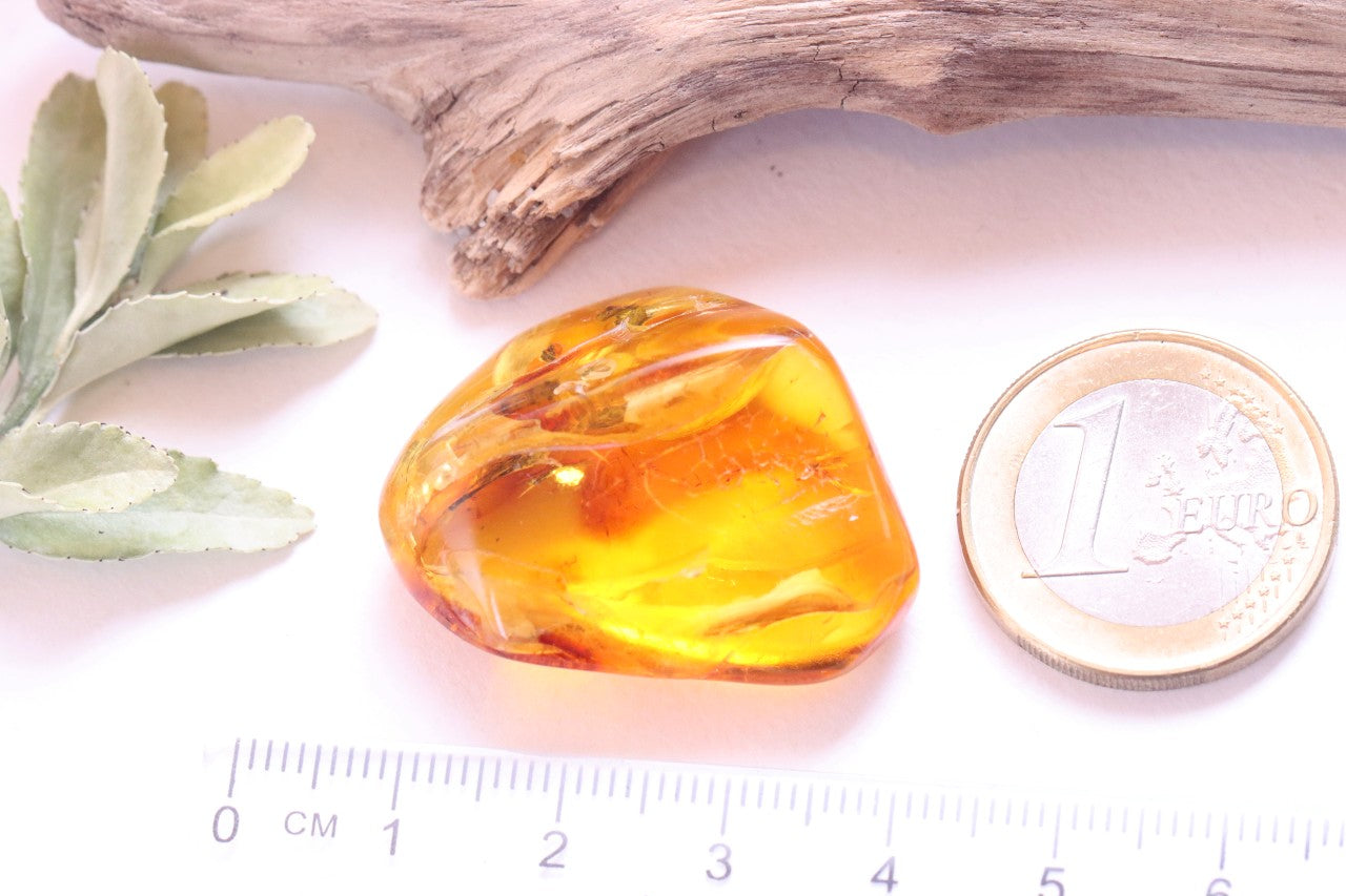 Fantastic 40 Million Year Old Baltic Amber With a Mantis Like Insect