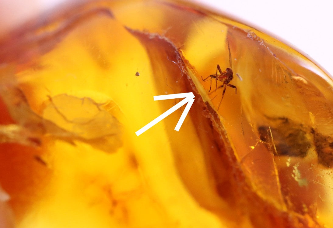 Fantastic 40 Million Year Old Baltic Amber With a Mantis Like Insect