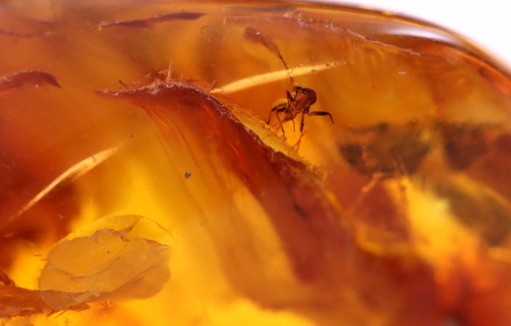 Fantastic 40 Million Year Old Baltic Amber With a Mantis Like Insect