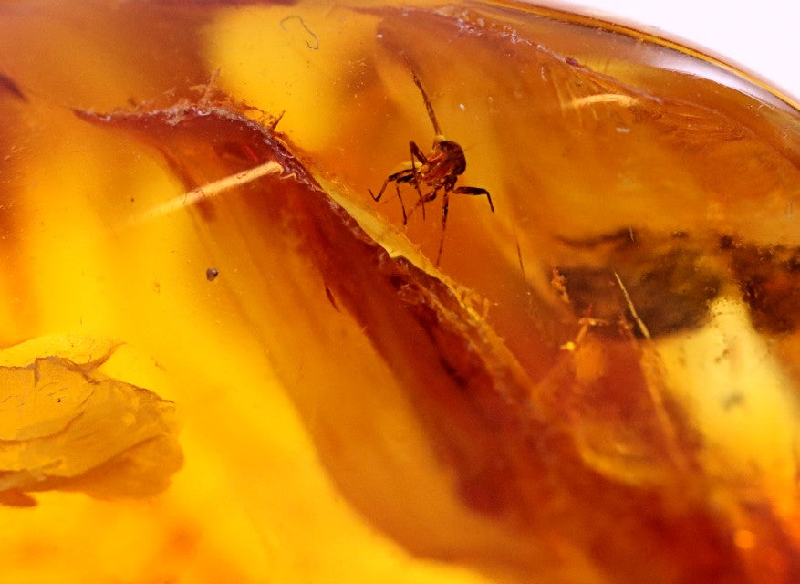 Fantastic 40 Million Year Old Baltic Amber With a Mantis Like Insect