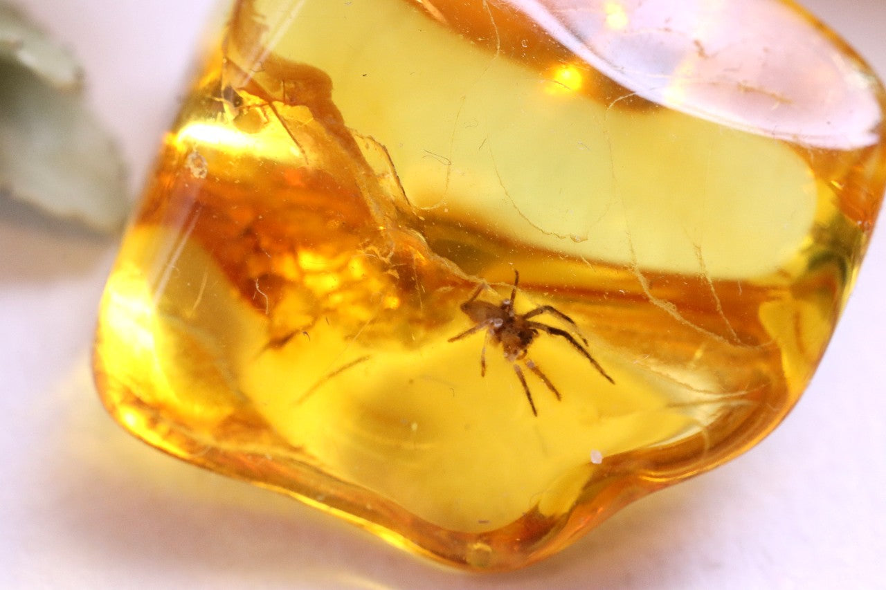 40 Million year Old Baltic Amber Spider Inclusion