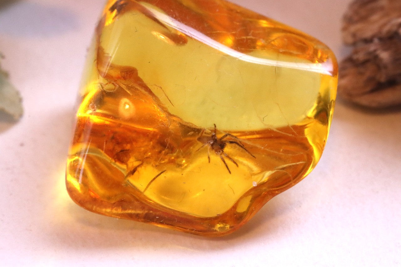 40 Million year Old Baltic Amber Spider Inclusion