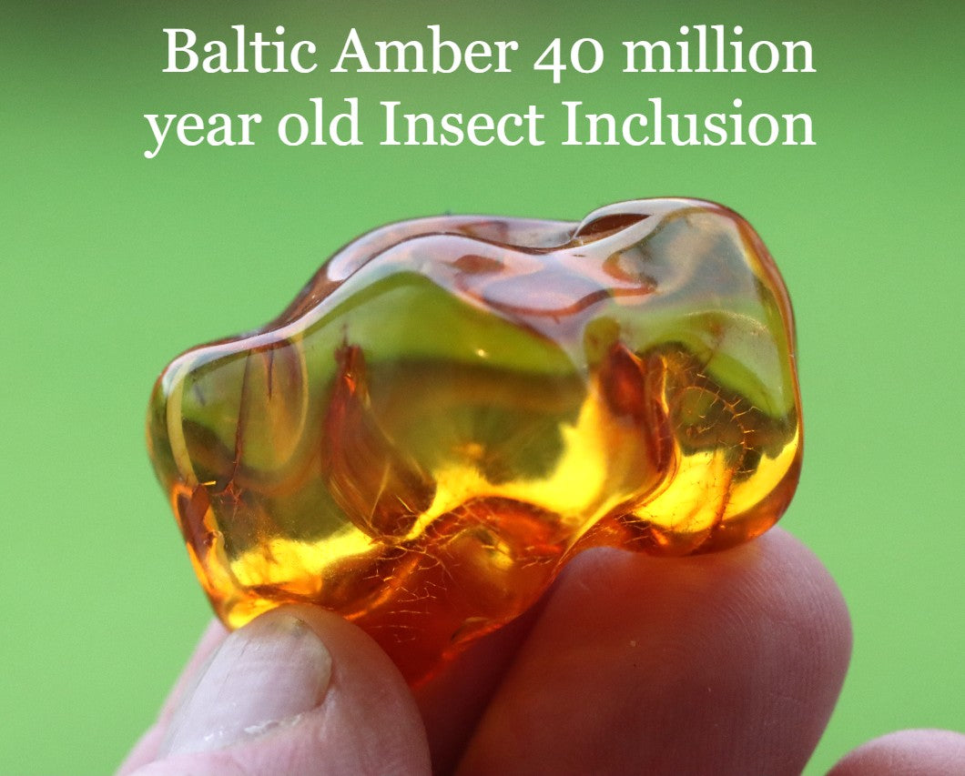 Baltic Amber 40 million year old Insect