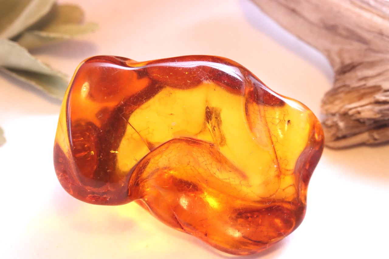 Baltic Amber 40 million year old Insect