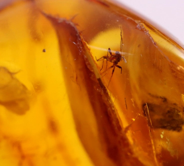 Fantastic 40 Million Year Old Baltic Amber With a Mantis Like Insect