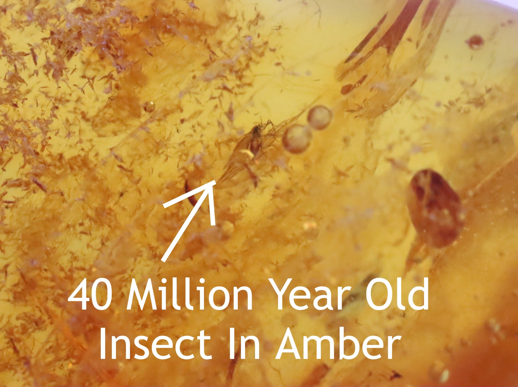 Insect in Amber 40 million year old
