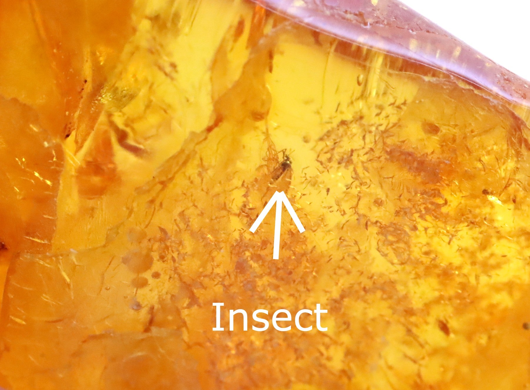 Insect in Amber 40 million year old