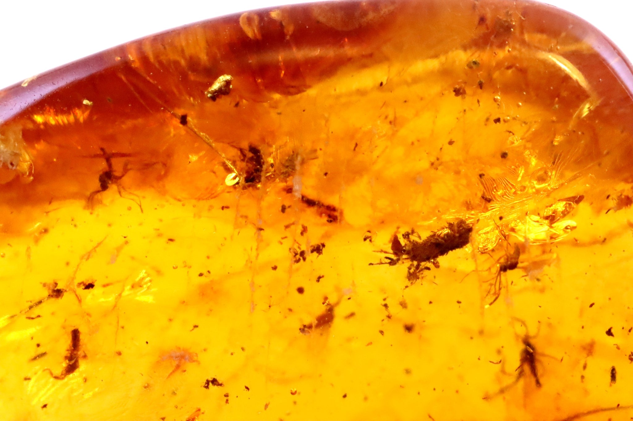 40 Million Year Old Baltic Amber With 7 X Insets in this piece