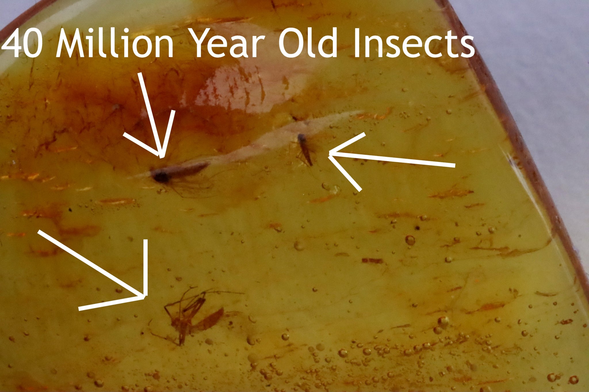 3 X Very Clear Insects In 40 Million Year Old Baltic Amber and air Bubbles