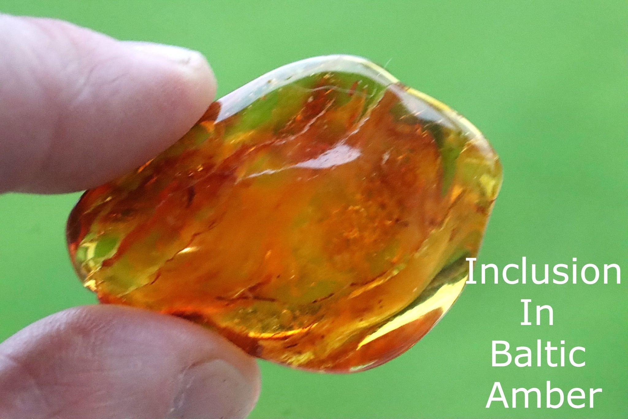 Inclusion in Baltic Amber