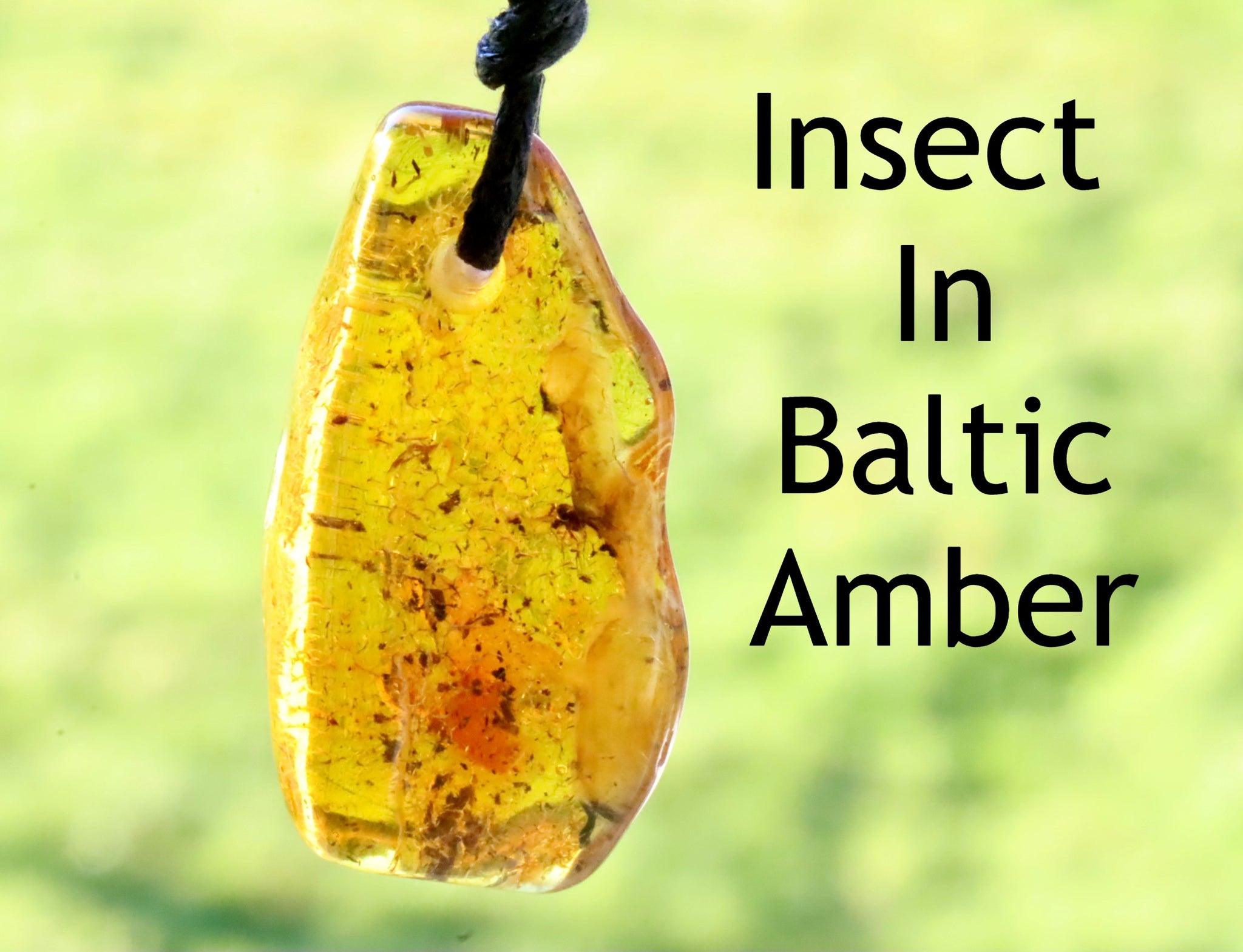 Baltic Amber with Insects Inclusion Amulet