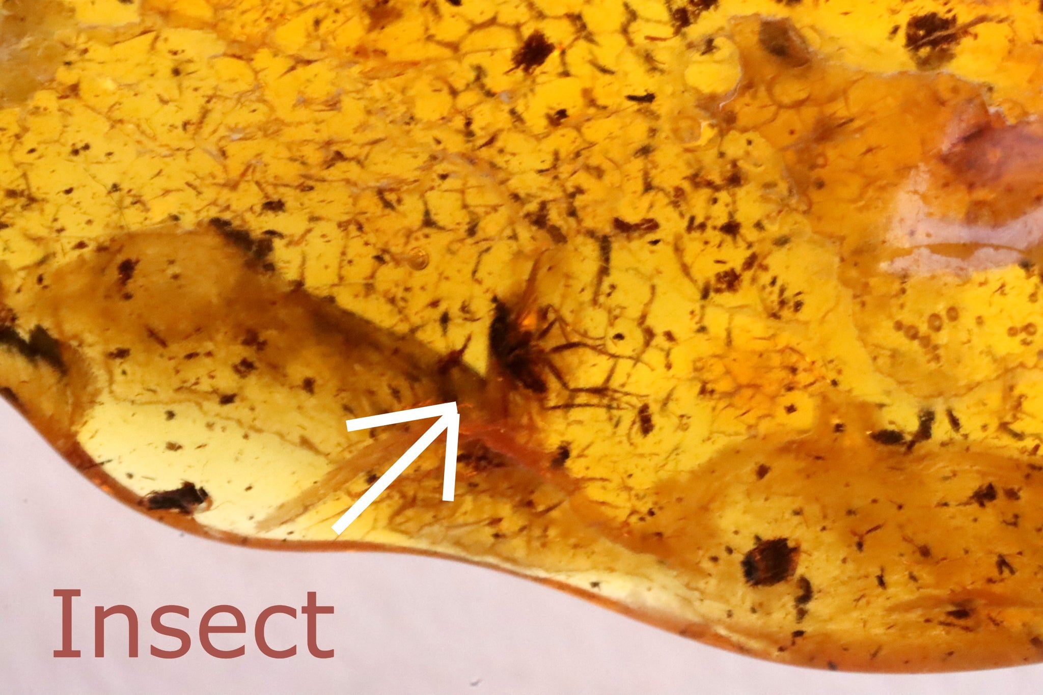 Baltic Amber with Insects Inclusion Amulet