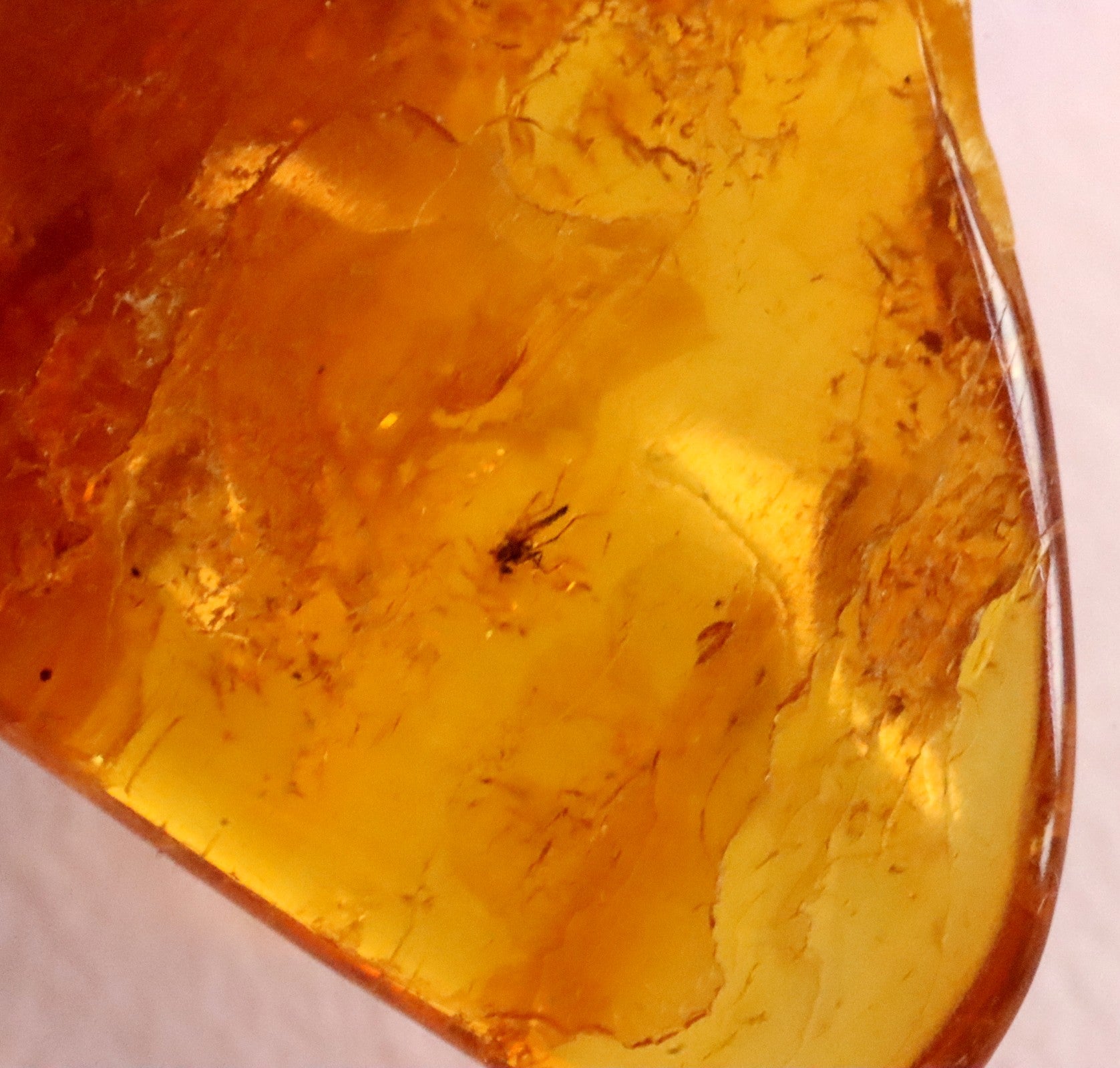 40 million year old Insect Inclusion in Amber