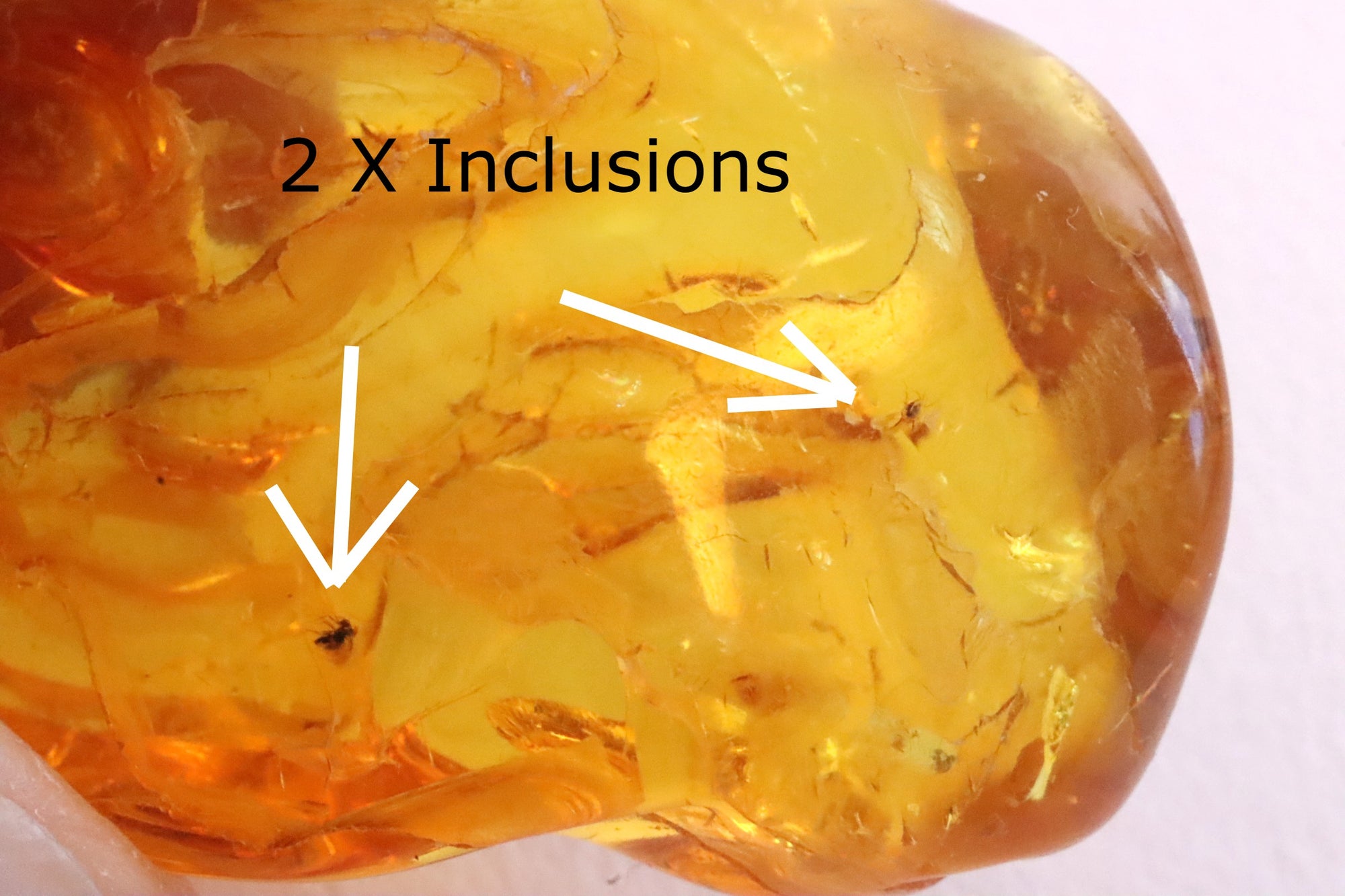2 X Insect in Amber 40 million year old Inclusion