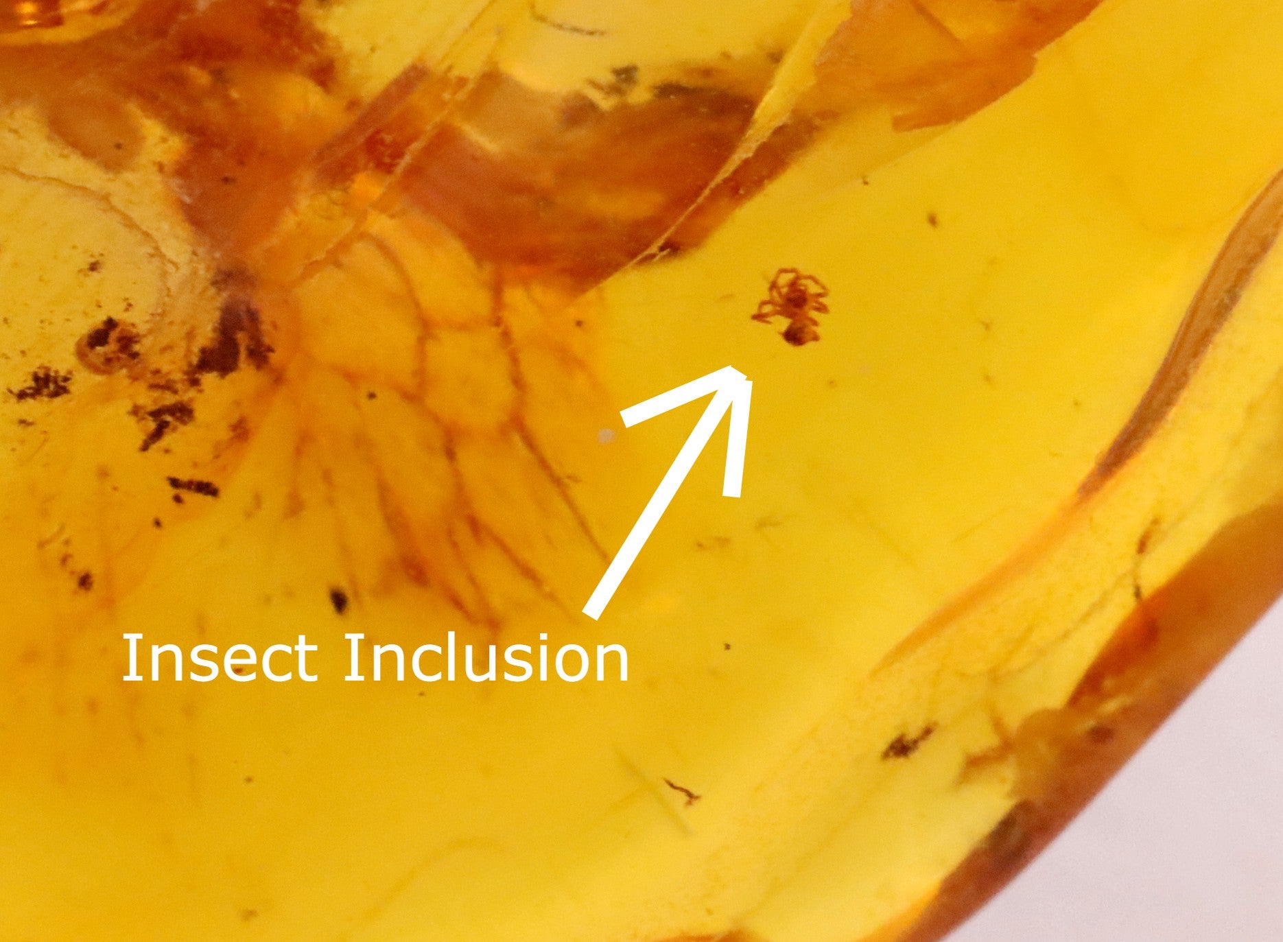 40 Million year Old Baltic Amber With Insect Inclusion