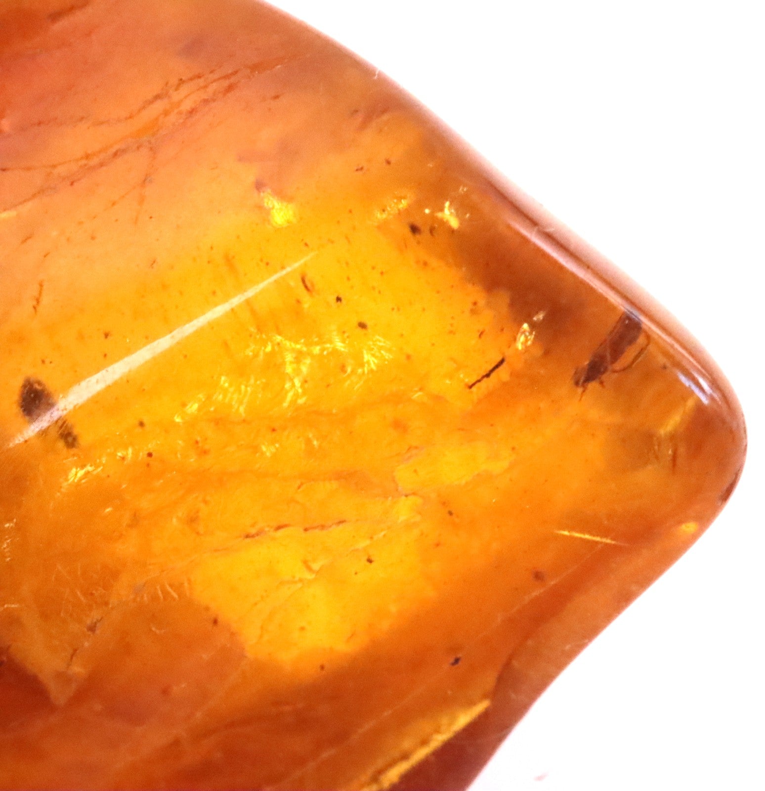 5 X Insects in Amber 40 million year old Baltic Amber Inclusion