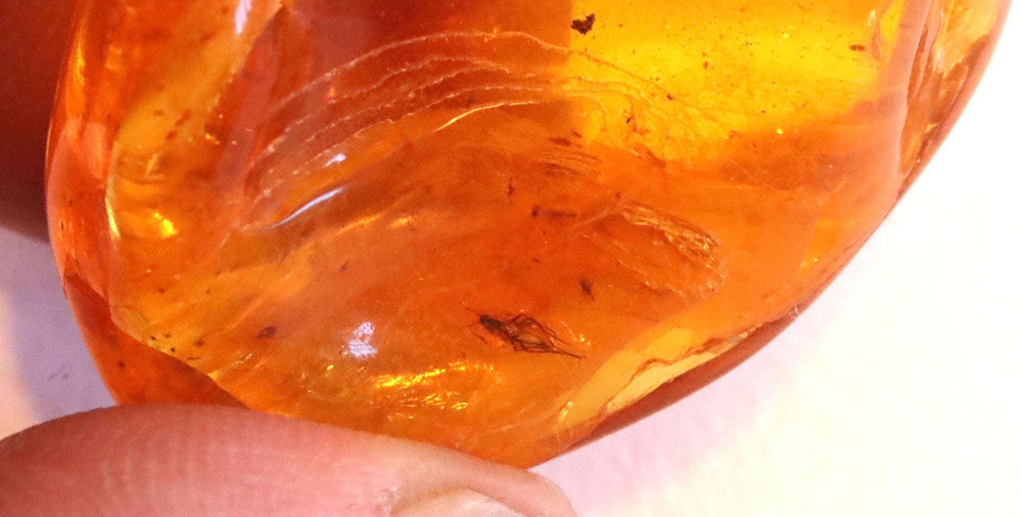 5 X Insects in Amber 40 million year old Baltic Amber Inclusion