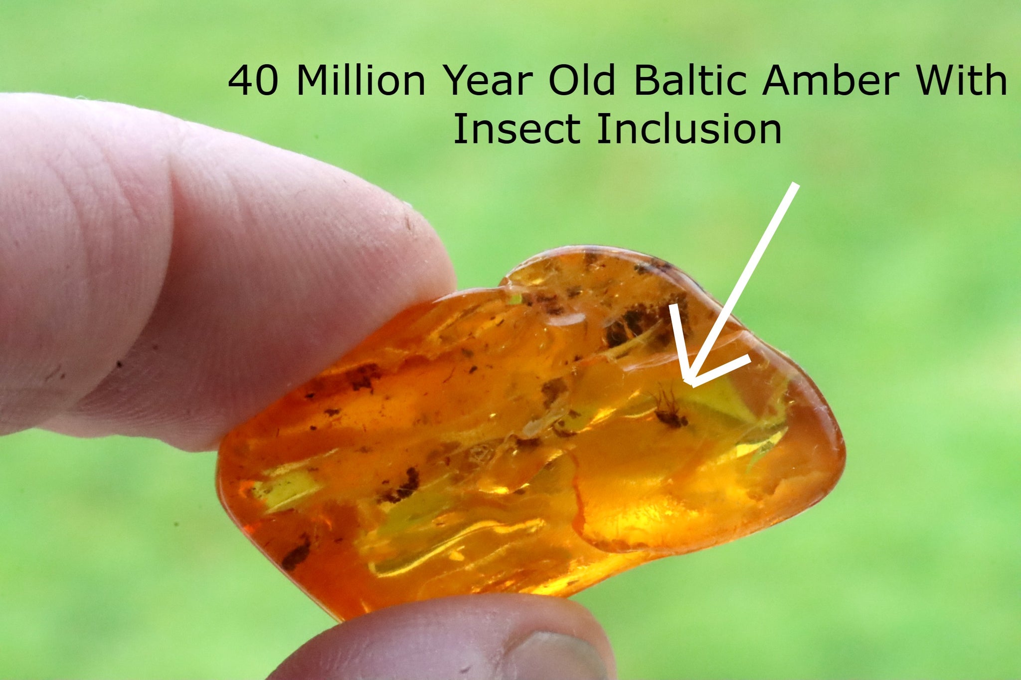 Fantastic 40 Million year Old Museum Collector's gem Insect Inclusion