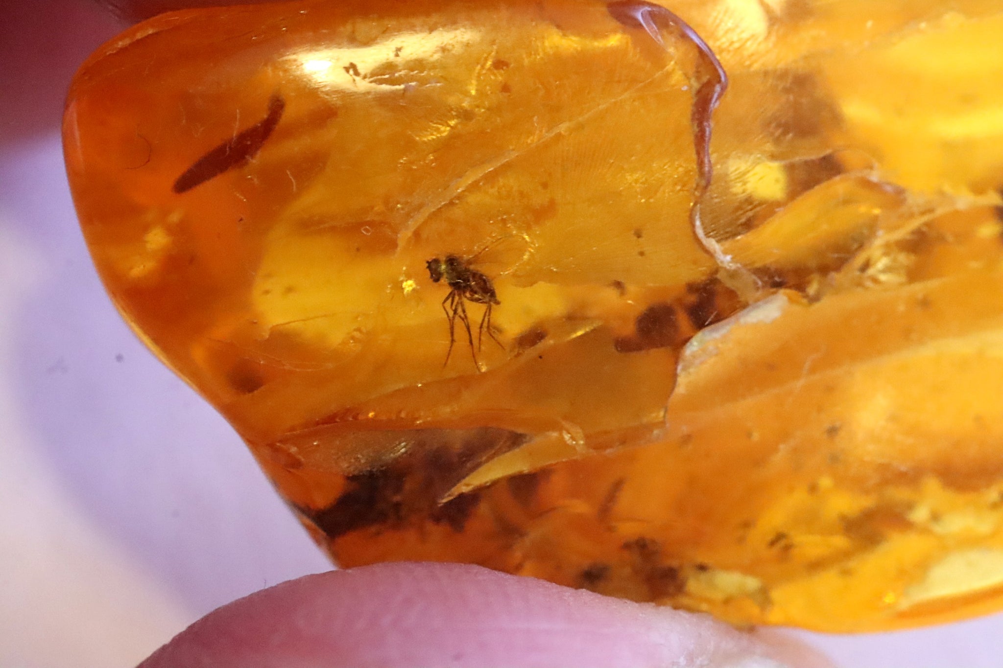 Fantastic 40 Million year Old Museum Collector's gem Insect Inclusion