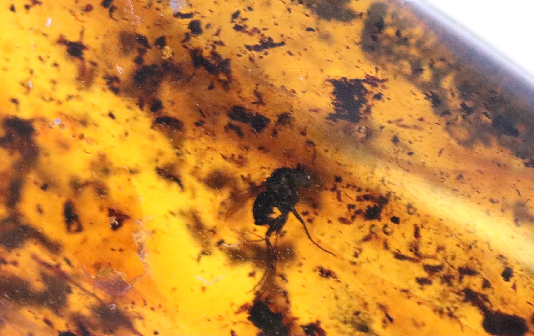 4 X Insects in Amber 40 million year old Baltic Amber Inclusion
