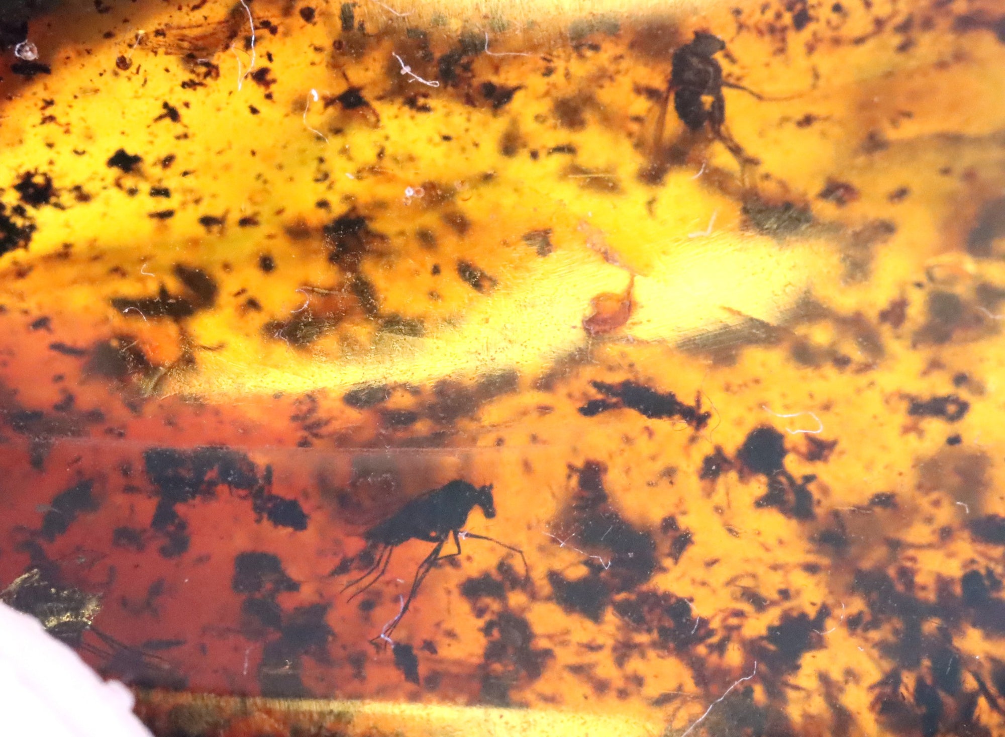 4 X Insects in Amber 40 million year old Baltic Amber Inclusion