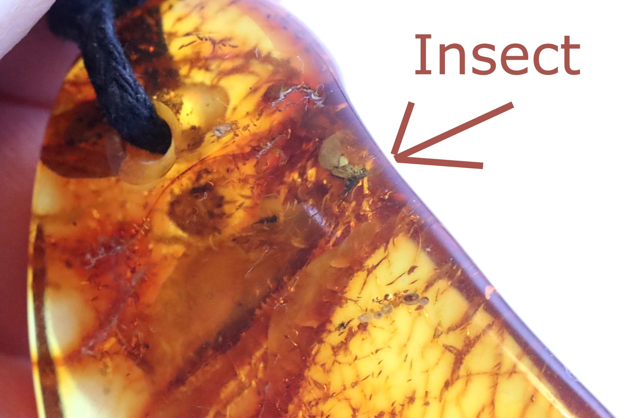 Insect in Baltic Amber Amulet