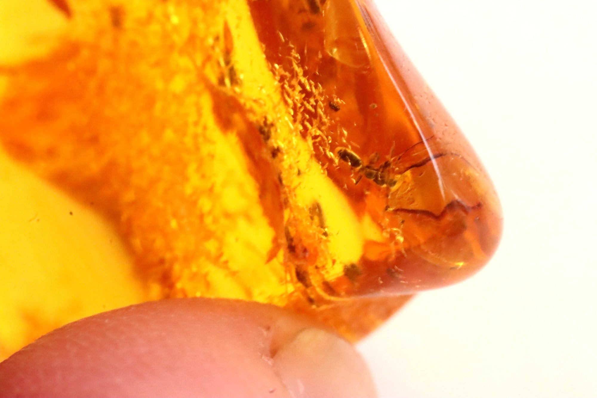 Insect in Amber Small Piece