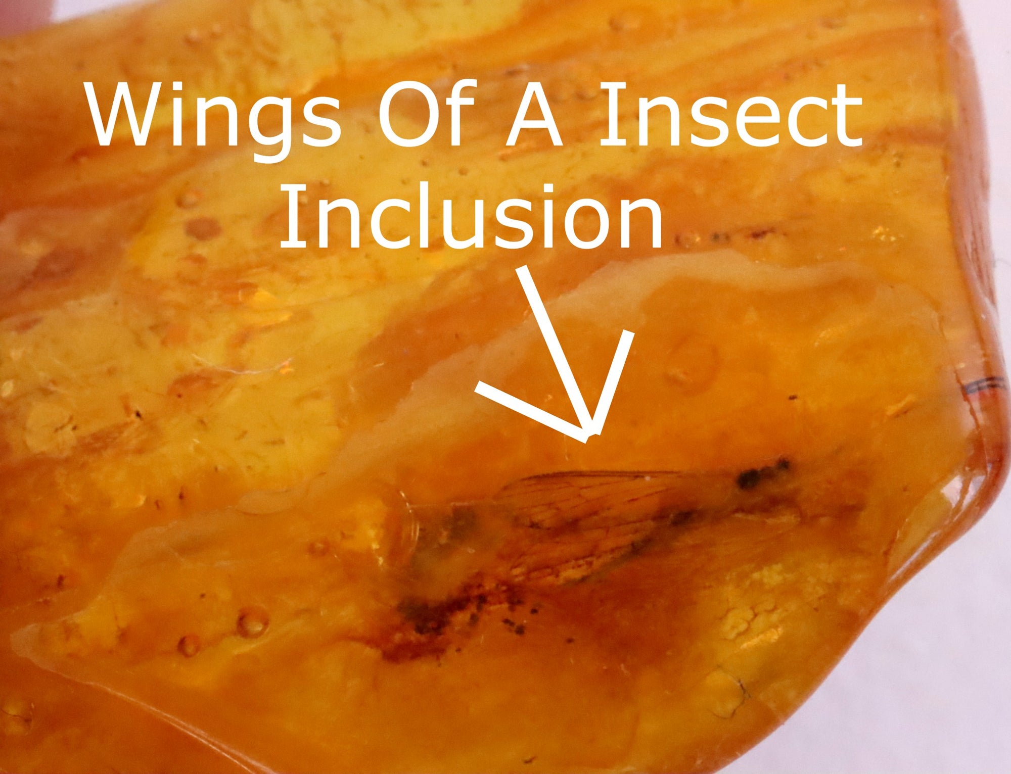 Insect Wings Inclusion in Baltic Amber