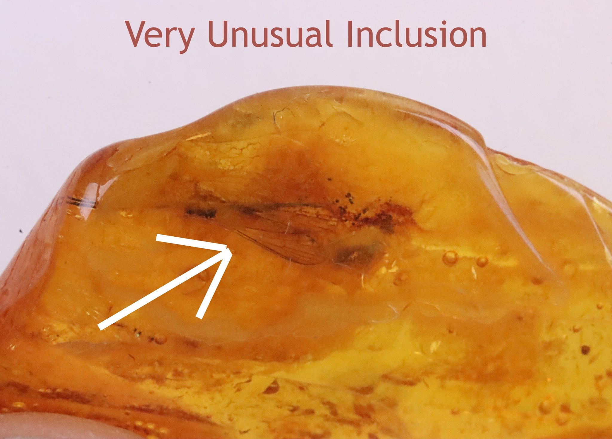 Insect Wings Inclusion in Baltic Amber