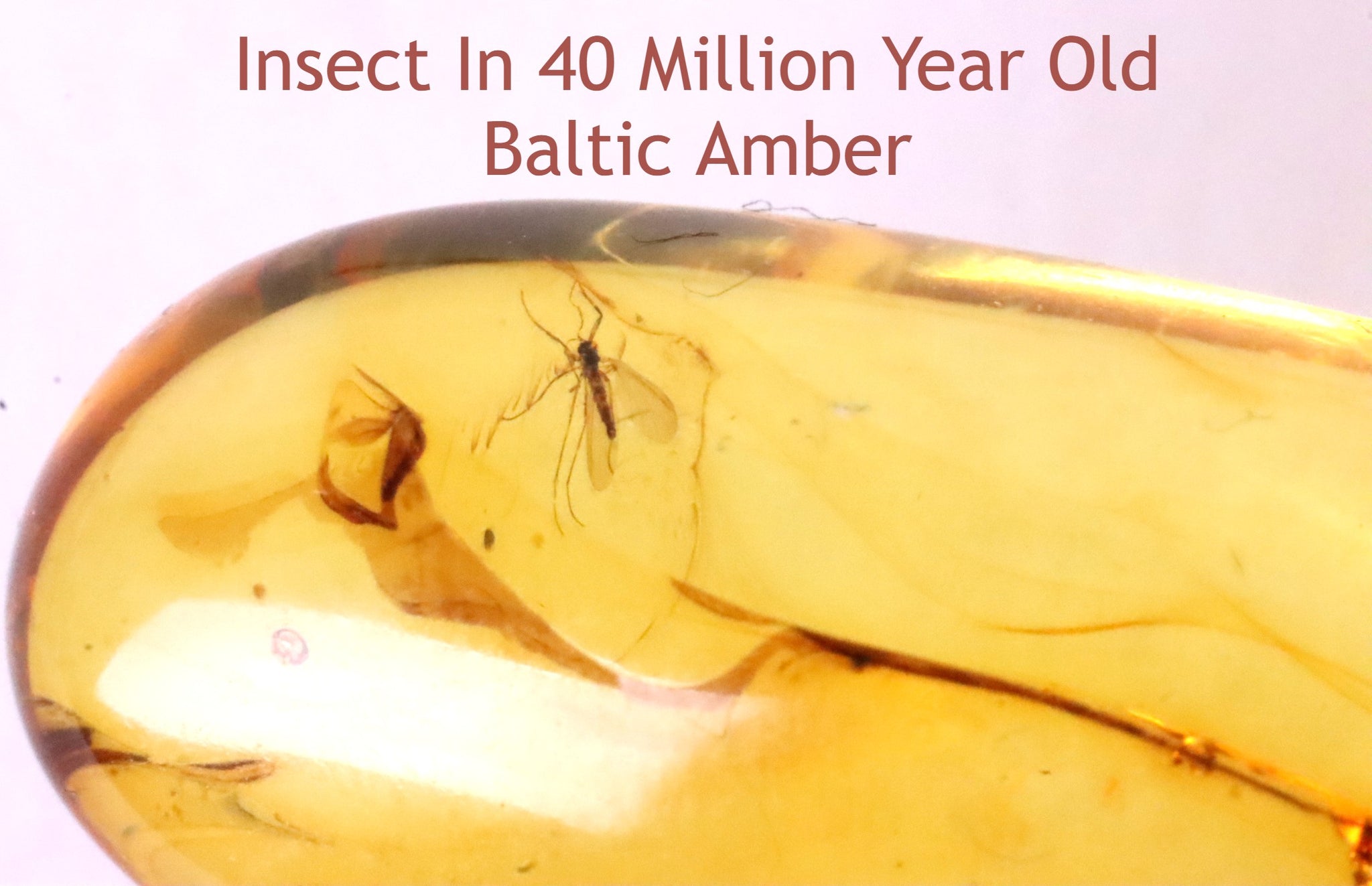 Baltic Amber Museum Collector's gem With a Perfect Insects Inclusion