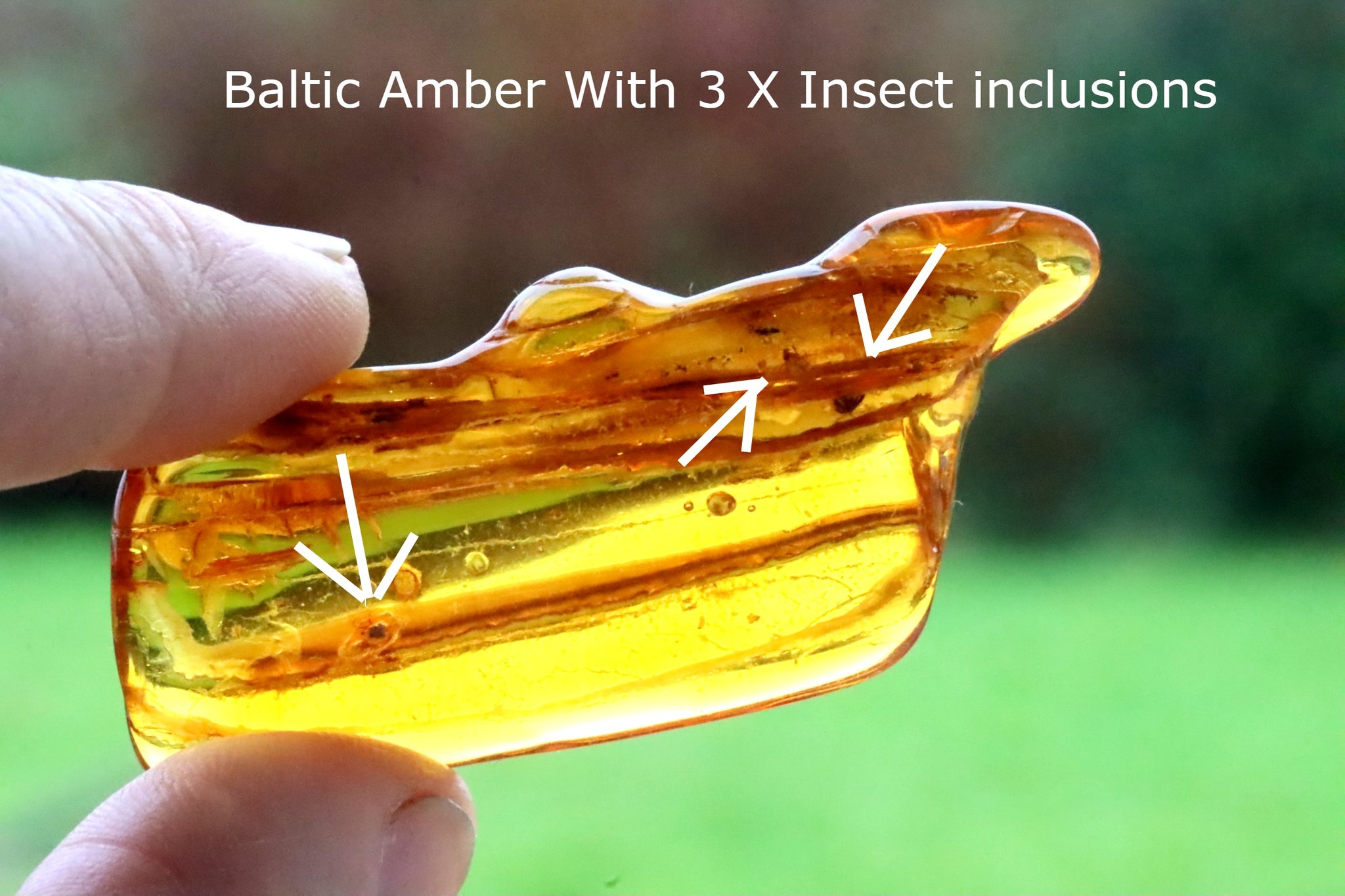 Baltic Amber Museum Collector's gem With Insects Inclusion + FREE Extra Inclusion