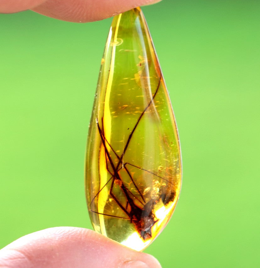 Baltic Amber with Insect Inclusion