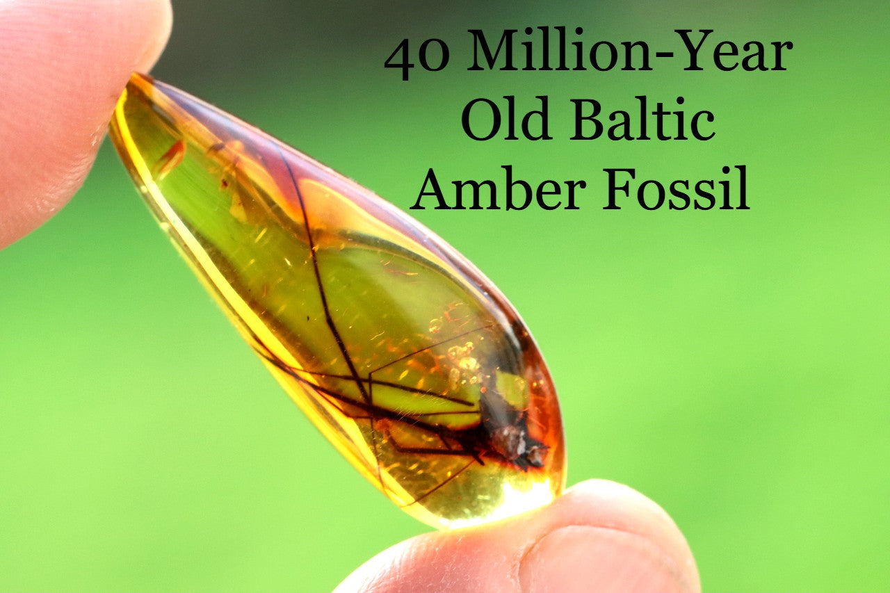 Baltic Amber with Insect Inclusion