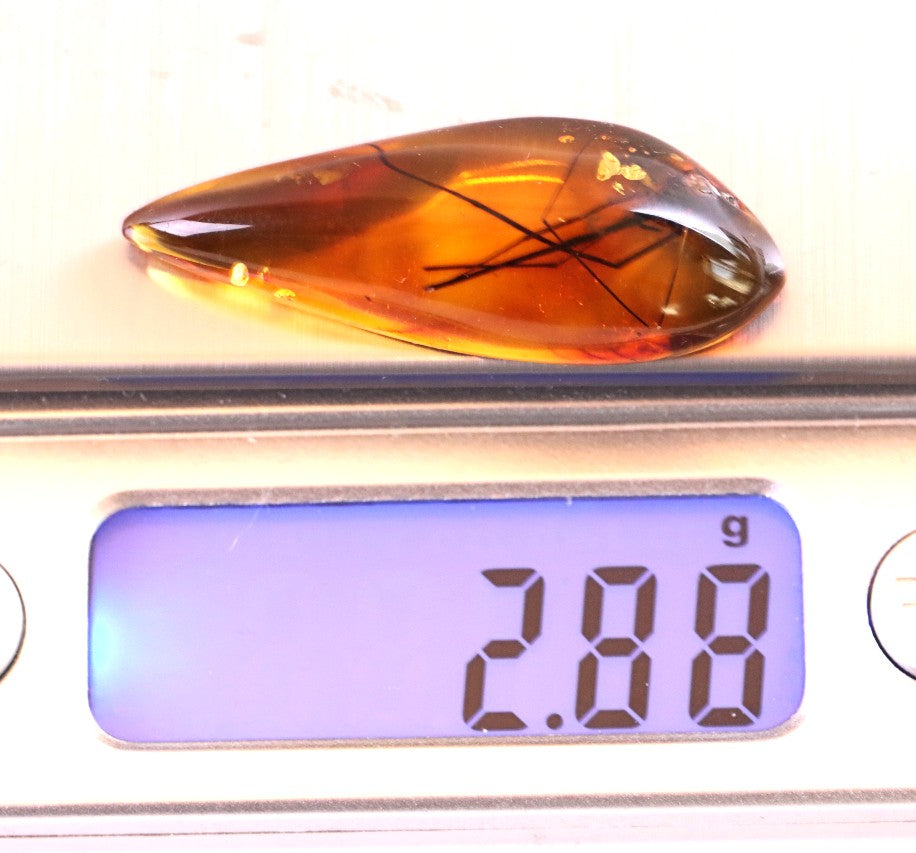 Baltic Amber with Insect Inclusion