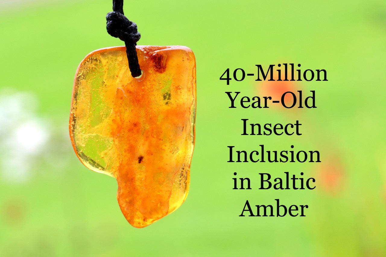 40-Million-Year-Old Insect Inclusion in Baltic Amber – Fossil Amulet Pendant
