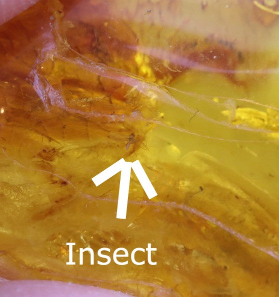 Baltic Amber Amulet with Insect Inclusion | 40 Million Year Old Fossil Resin from Eocene Era