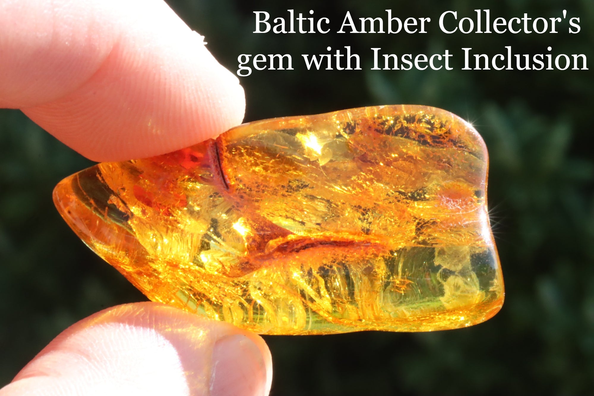 Real Amber Insect