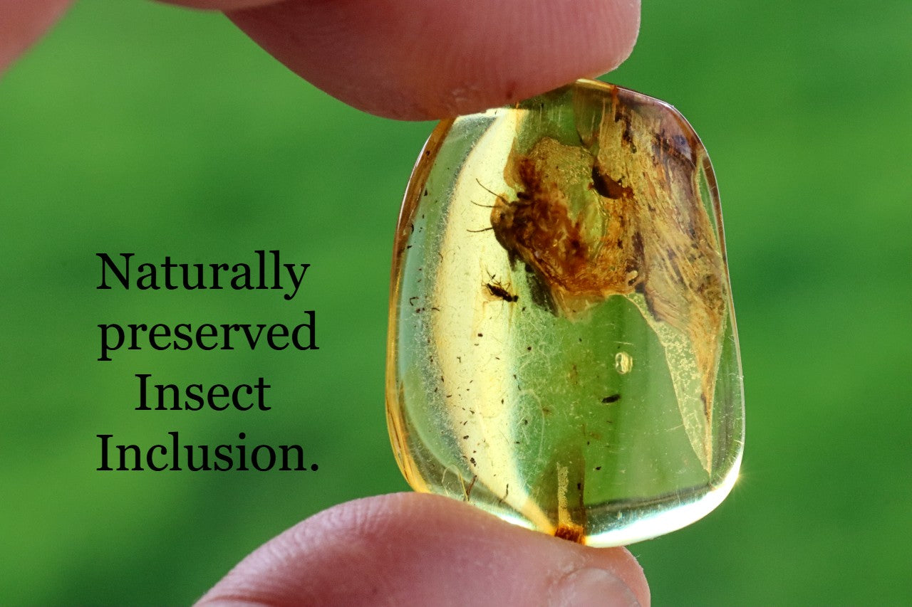 Ancient Baltic Amber Fossil – 2 X 40M-Year Insect Inclusion