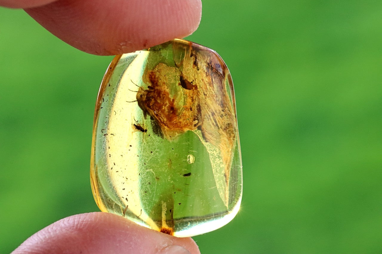 Ancient Baltic Amber Fossil – 2 X 40M-Year Insect Inclusion