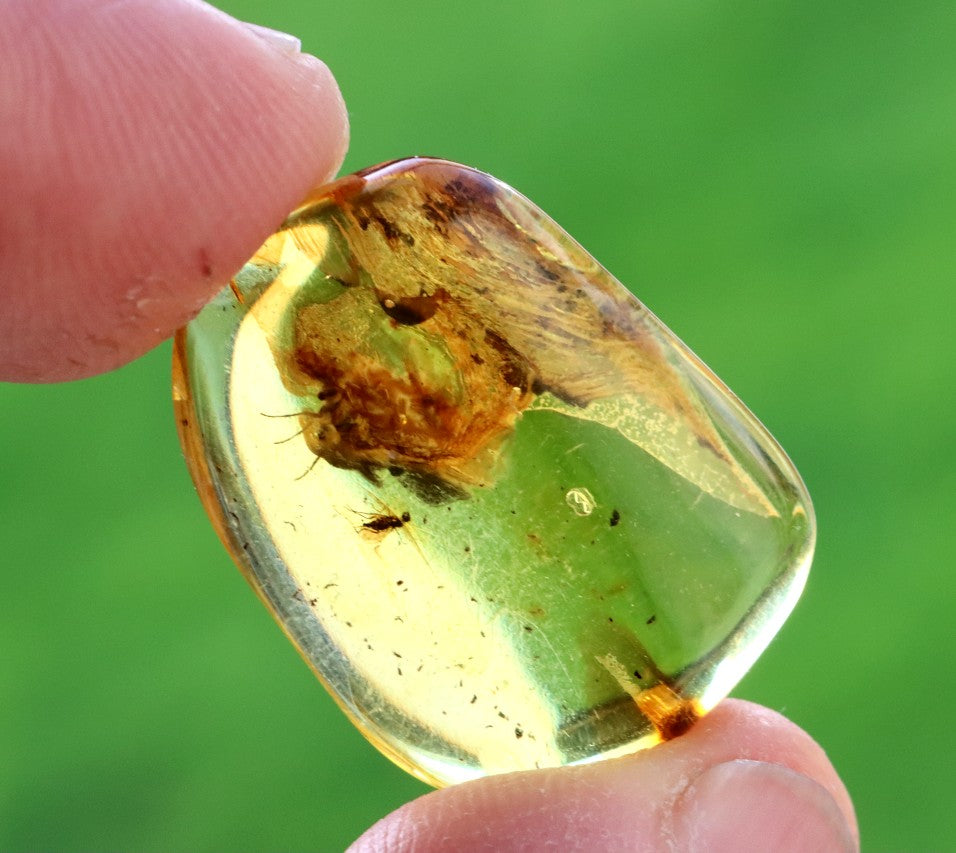 Ancient Baltic Amber Fossil – 2 X 40M-Year Insect Inclusion