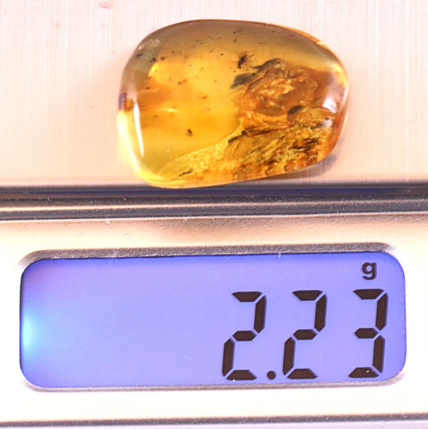 Ancient Baltic Amber Fossil – 2 X 40M-Year Insect Inclusion
