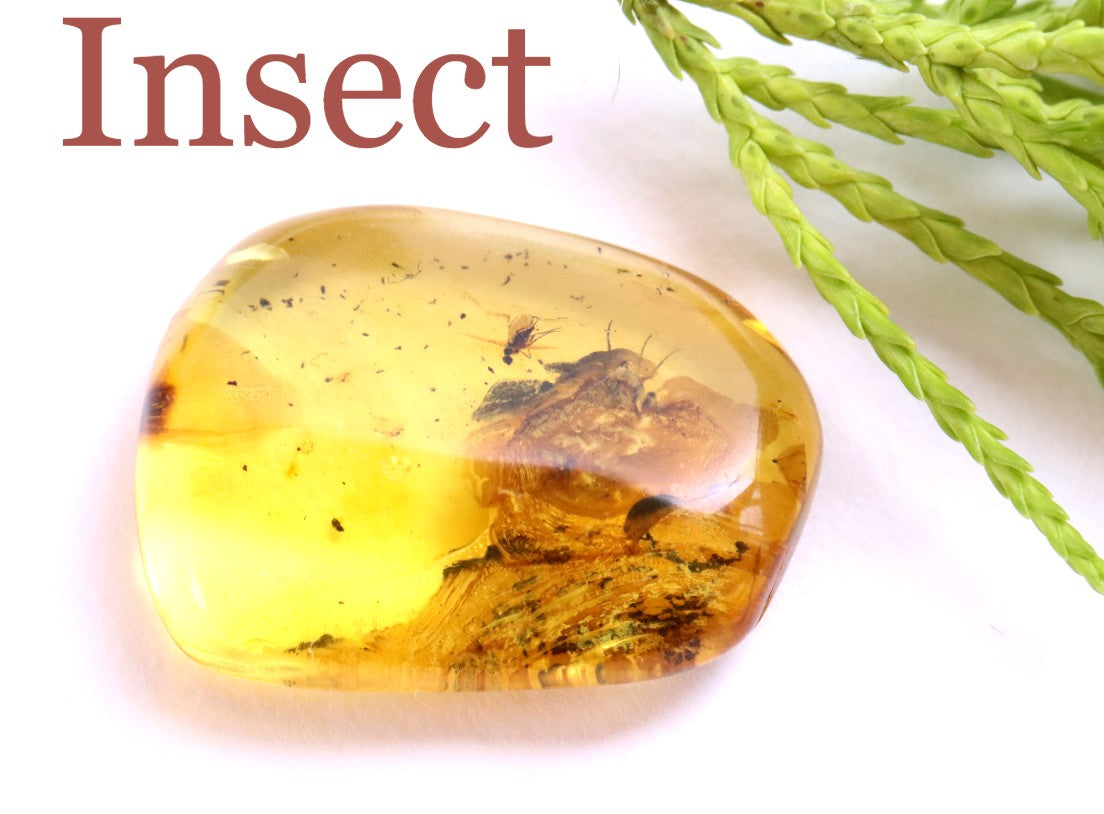 Ancient Baltic Amber Fossil – 2 X 40M-Year Insect Inclusion
